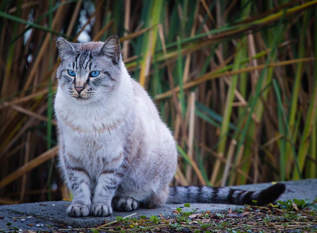 Gray tabby cat with blue eyes sits alertly on concrete amid green reeds, embodying calm focus and territorial awareness.